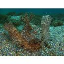 Inimicus japonicus (Cuvier, 1829)