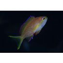 Pseudanthias leucozonus (Katayama et Masuda, 1982)