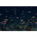 Pseudanthias leucozonus (Katayama et Masuda, 1982)