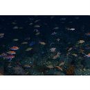 Sacura margaritacea (Hilgendorf, 1879)