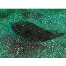 Arothron hispidus (Linnaeus, 1758)