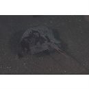 Dasyatis akajei (Muller et Henle, 1841)