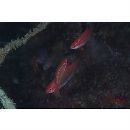 Cirrhilabrus temminckii Bleeker, 1853