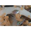 Chromis fumea (Tanaka, 1917)