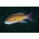 Pseudanthias squamipinnis (Peters, 1855)