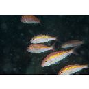 Parupeneus chrysopleuron (Temminck et Schlegel, 1844)