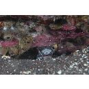 Parapercis kamoharai Schultz, 1966