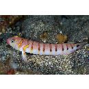 Parapercis multifasciata Doderlein, 1884