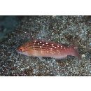 Pseudolabrus sieboldi Mabuchi et Nakabo, 1997