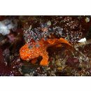 Antennarius pictus (Shaw, 1794)