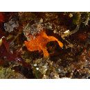 Antennarius pictus (Shaw, 1794)