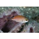 Chromis fumea (Tanaka, 1917)