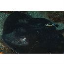 Dasyatis matsubarai Miyosi, 1939