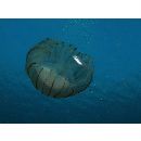 Decapterus maruadsi (Temminck et Schlegel, 1844)