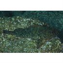 Sebastiscus marmoratus (Cuvier, 1829)