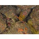 Maroubra yasudai Dawson, 1983