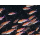 Luzonichthys waitei (Fowler, 1931)