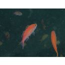 Luzonichthys waitei (Fowler, 1931)