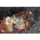 Scorpaenopsis neglecta Heckel, 1837