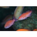 Luzonichthys waitei (Fowler, 1931)