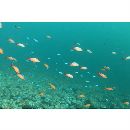 Pseudanthias squamipinnis (Peters, 1855)