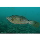 Aluterus scriptus (Osbeck, 1765)