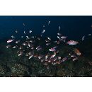 Luzonichthys waitei (Fowler, 1931)