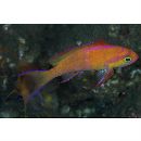 Pseudanthias leucozonus (Katayama et Masuda, 1982)