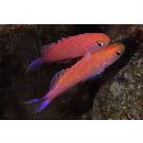 Luzonichthys waitei (Fowler, 1931)