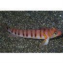 Parapercis multifasciata Doderlein, 1884