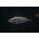 Cirrhilabrus temminckii Bleeker, 1853