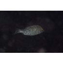 Lethrinus nebulosus (Forsskal, 1775)