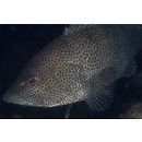 Epinephelus areolatus (Forsskal, 1775)