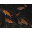 Pseudanthias leucozonus (Katayama et Masuda, 1982)