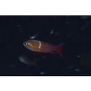 Pseudanthias leucozonus (Katayama et Masuda, 1982)