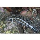 Parapercis kamoharai Schultz, 1966