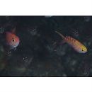 Pseudanthias flavoguttatus (Katayama et Masuda, 1980)