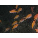 Sacura margaritacea (Hilgendorf, 1879)