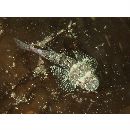 Thysanophrys celebica (Bleeker, 1854)