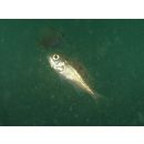 Sebastes joyneri Gunther, 1878