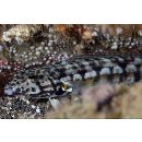 Parapercis kamoharai Schultz, 1966