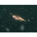 Sebastes ventricosus Temminck et Schlegel, 1843