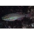 Ostorhinchus notatus (Houttuyn, 1782)