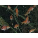 Pseudanthias squamipinnis (Peters, 1855)