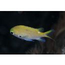 Chromis katoi Iwatsubo et Motomura, 2018