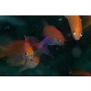 Luzonichthys waitei (Fowler, 1931)