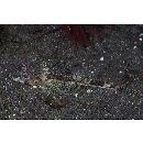 Thysanophrys celebica (Bleeker, 1854)