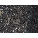 Inegocia ochiaii Imamura, 2010