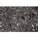 Inegocia ochiaii Imamura, 2010