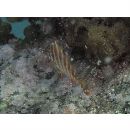 Cheilodactylus zonatus Cuvier, 1830